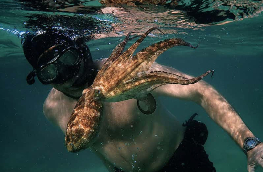 Octopus Teacher