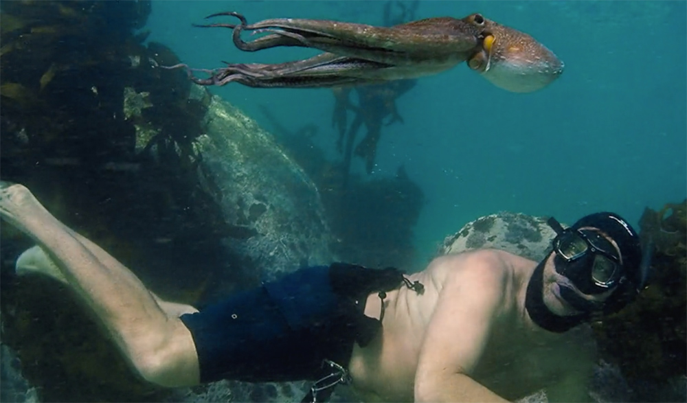 Scene from My Octopus Teacher