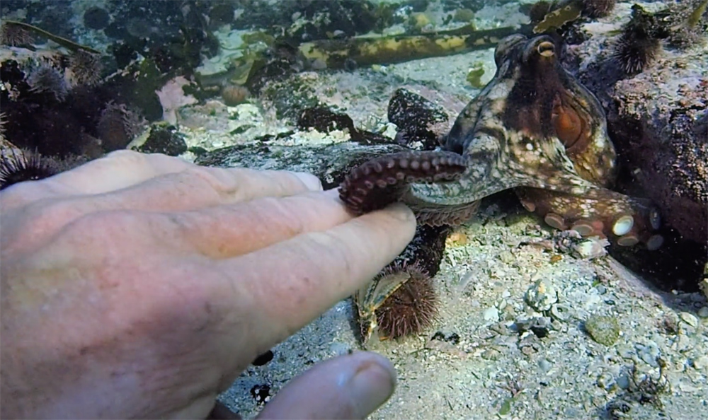 Scene from My Octopus Teacher
