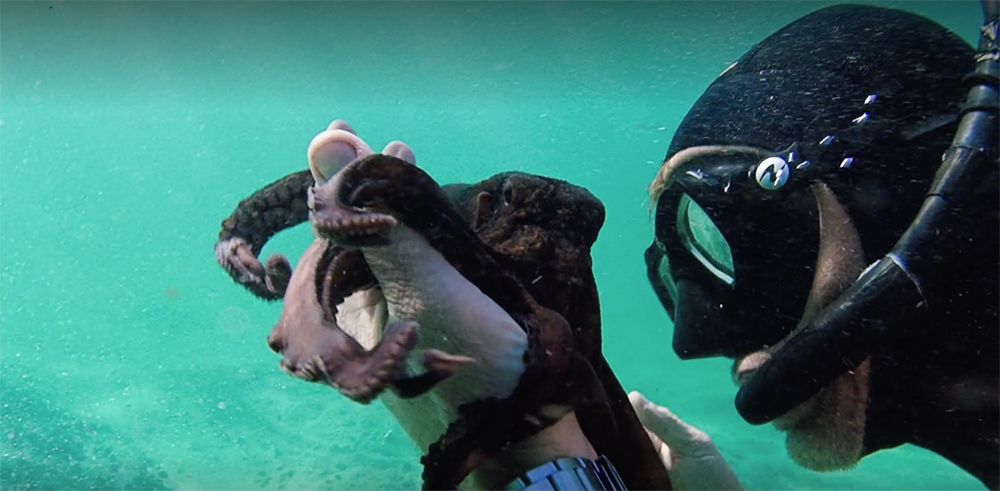 Scene from My Octopus Teacher
