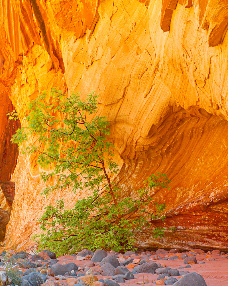 Somewhere in the Escalante