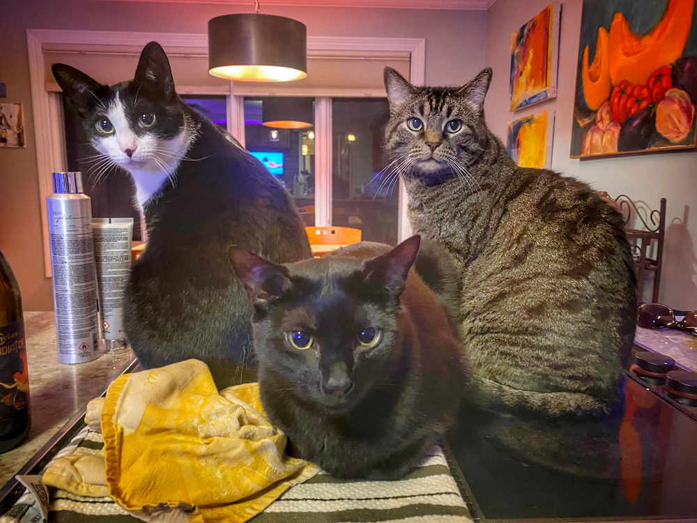 Georgia, Ansel and Jupiter. They make our isolation a. bit more fun and interesting