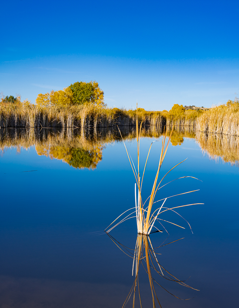 The Wetlands 2