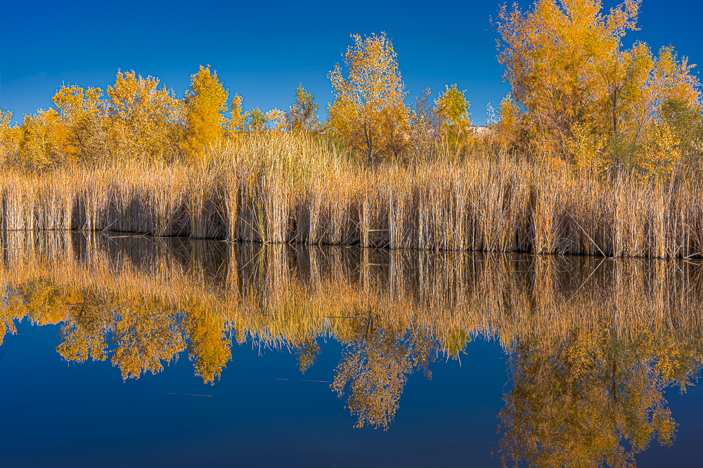 The Wetlands 3