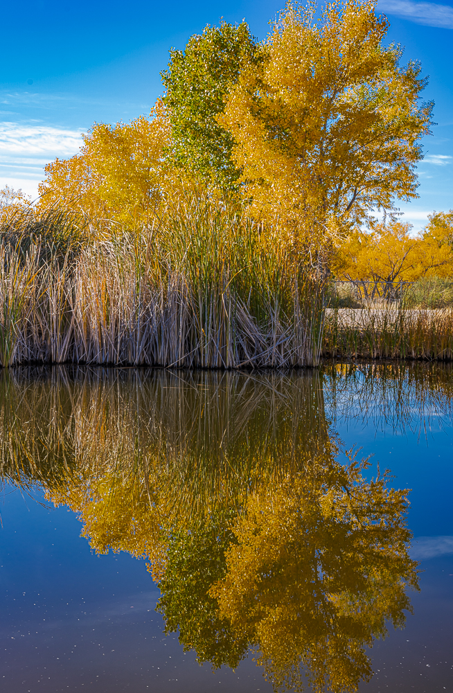 The Wetlands 4