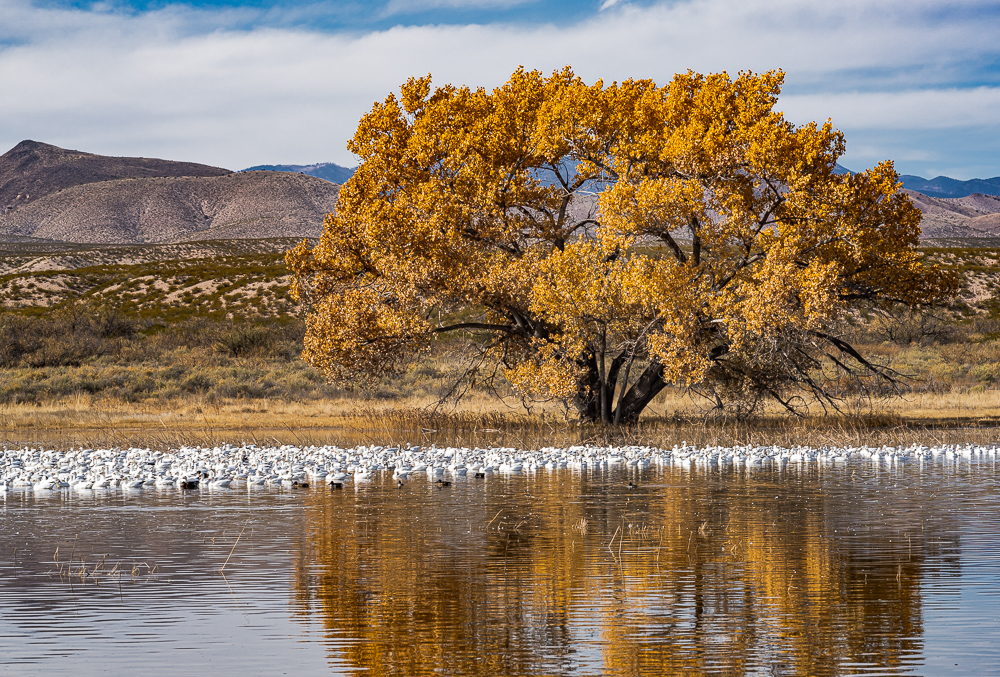 Bosque Del Apache, NM