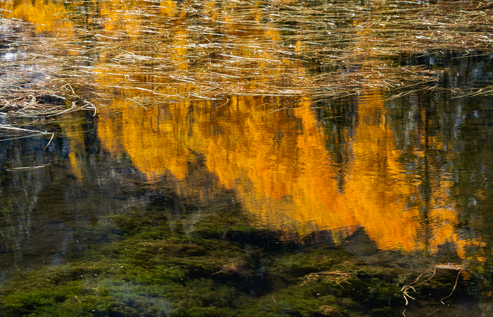 Autumn Abstract