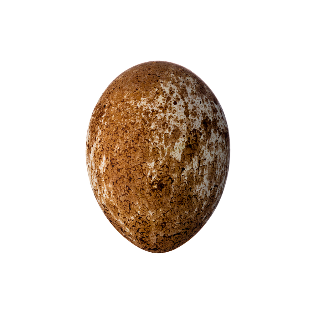 Golden Eagle | Aquila chrysaetos | 29 March 1973 | Clutch size: 1 | Mean size: 76.7 × 59.4 mm