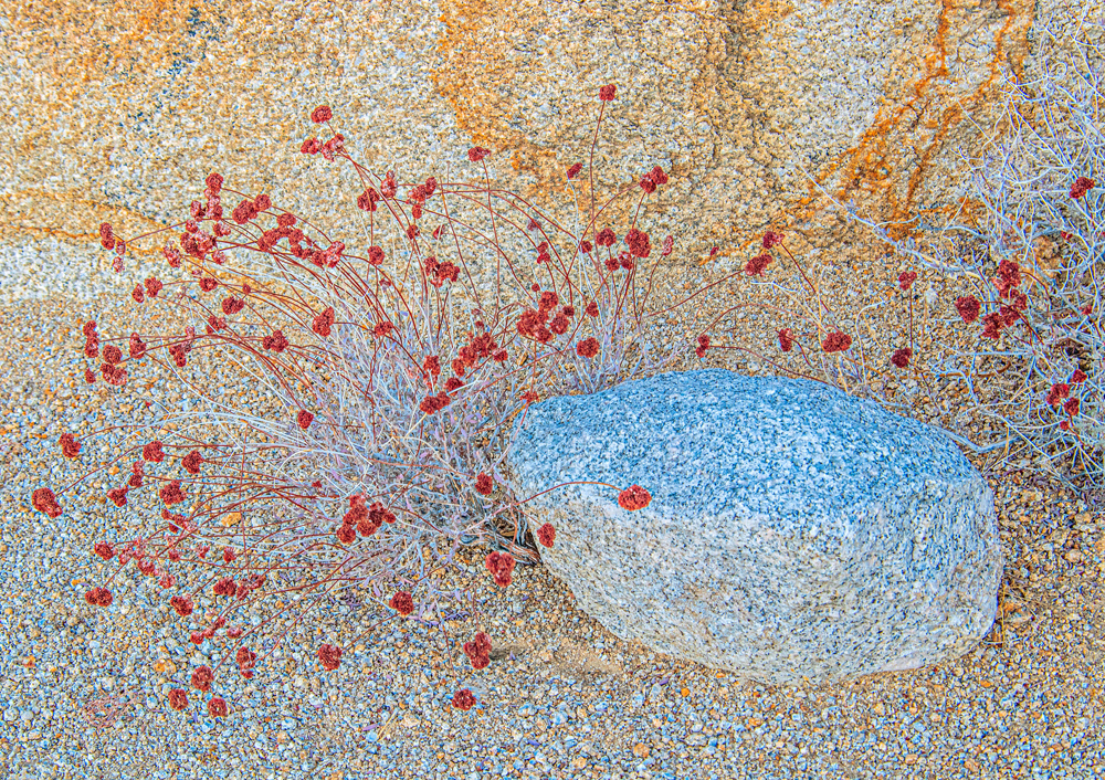 Red Flowers and Granite Boulder