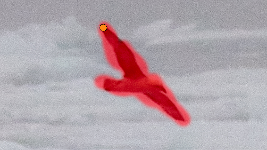The bird showing the rough mask