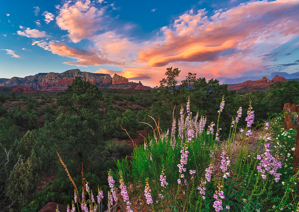 Penstemons and Pink Skies