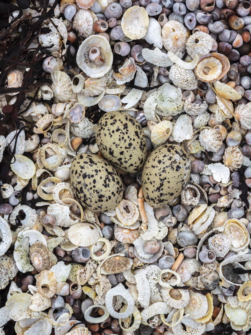 Oystercatcher's nest, Pabay, Skye, Scotland