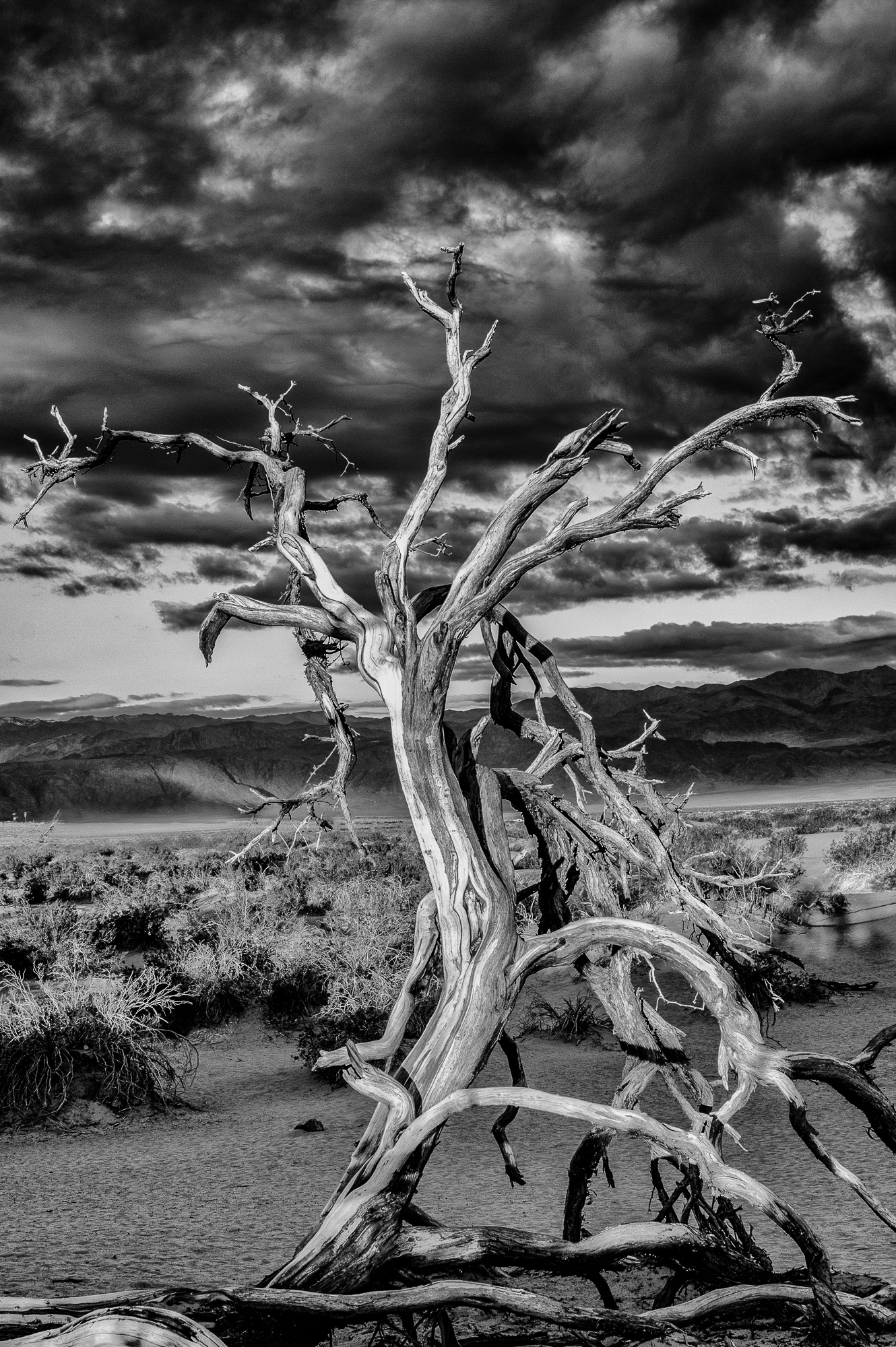 Death Valley Tree final