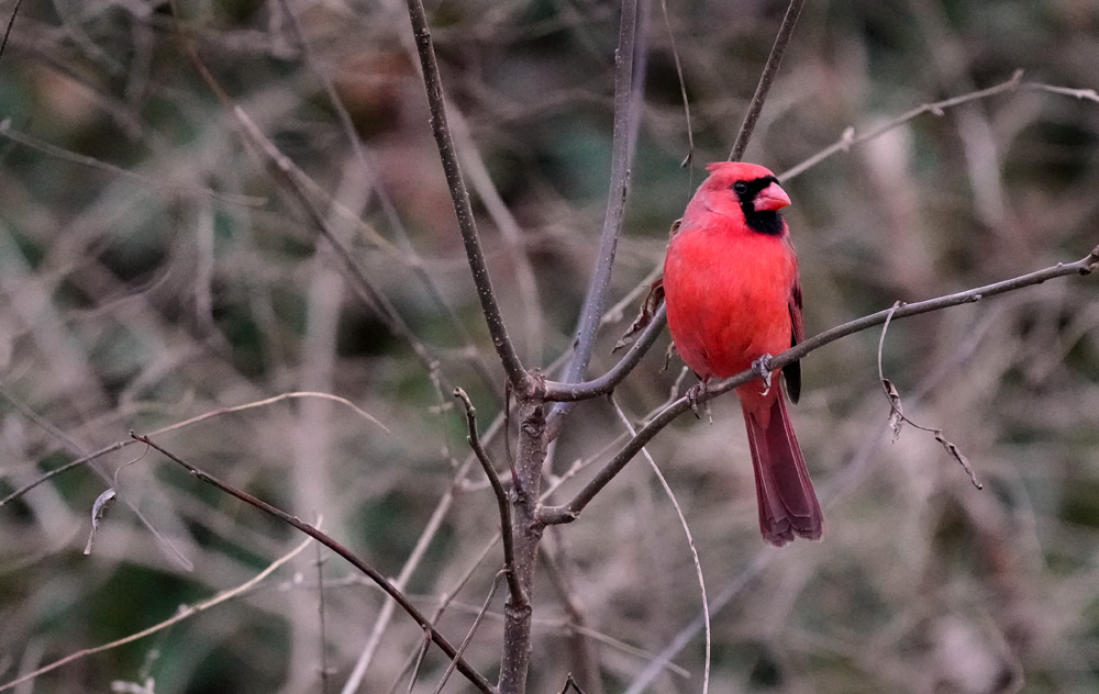 Cardinal - 1/1600th sec., f/6.3 ISO 12,800