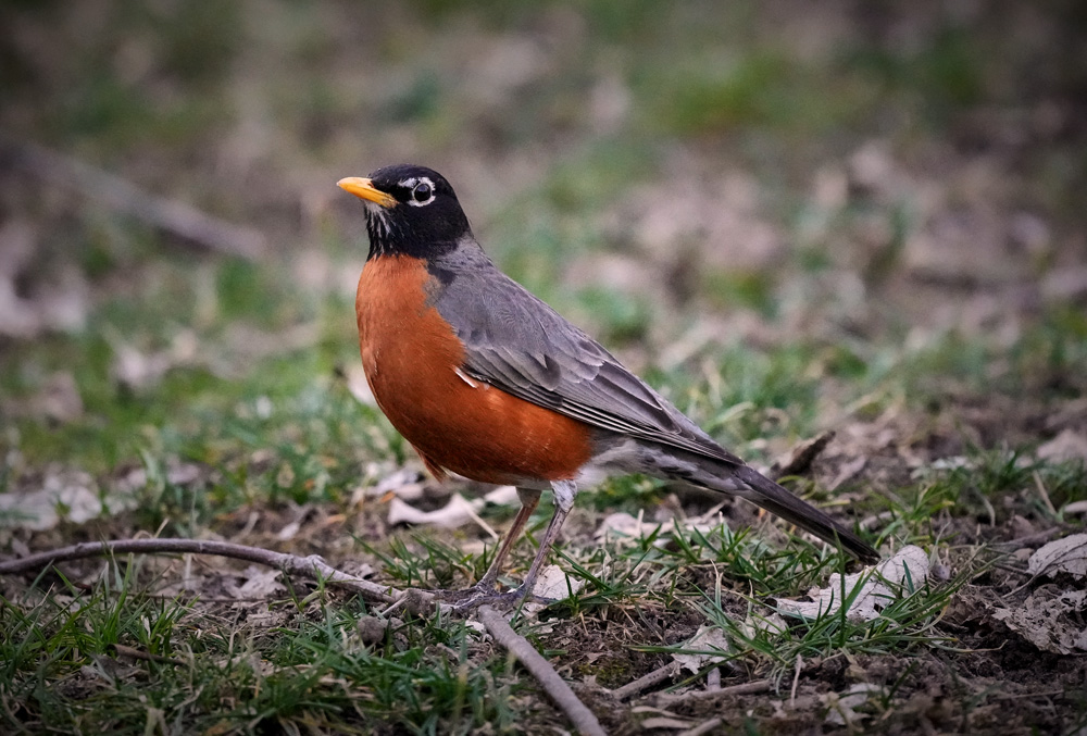One of my first shots with the a1 - Robin 1/1600th sec., f/6.3, ISO 10,000