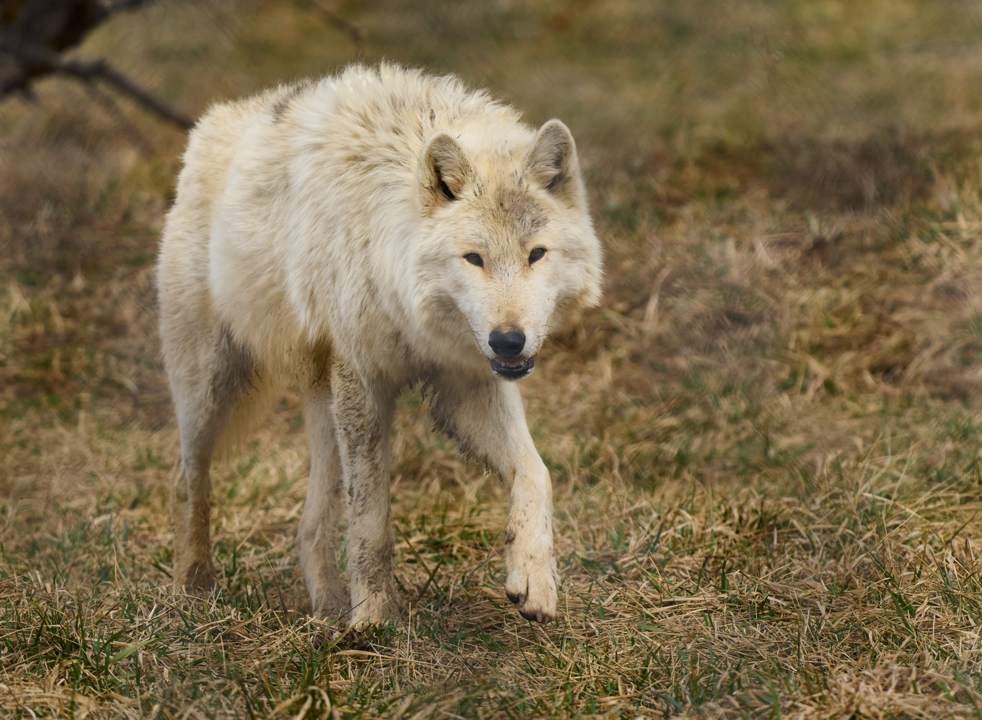 Sony a1 - 1/1600th sec., f/6.3, ISO 640 at 306mm