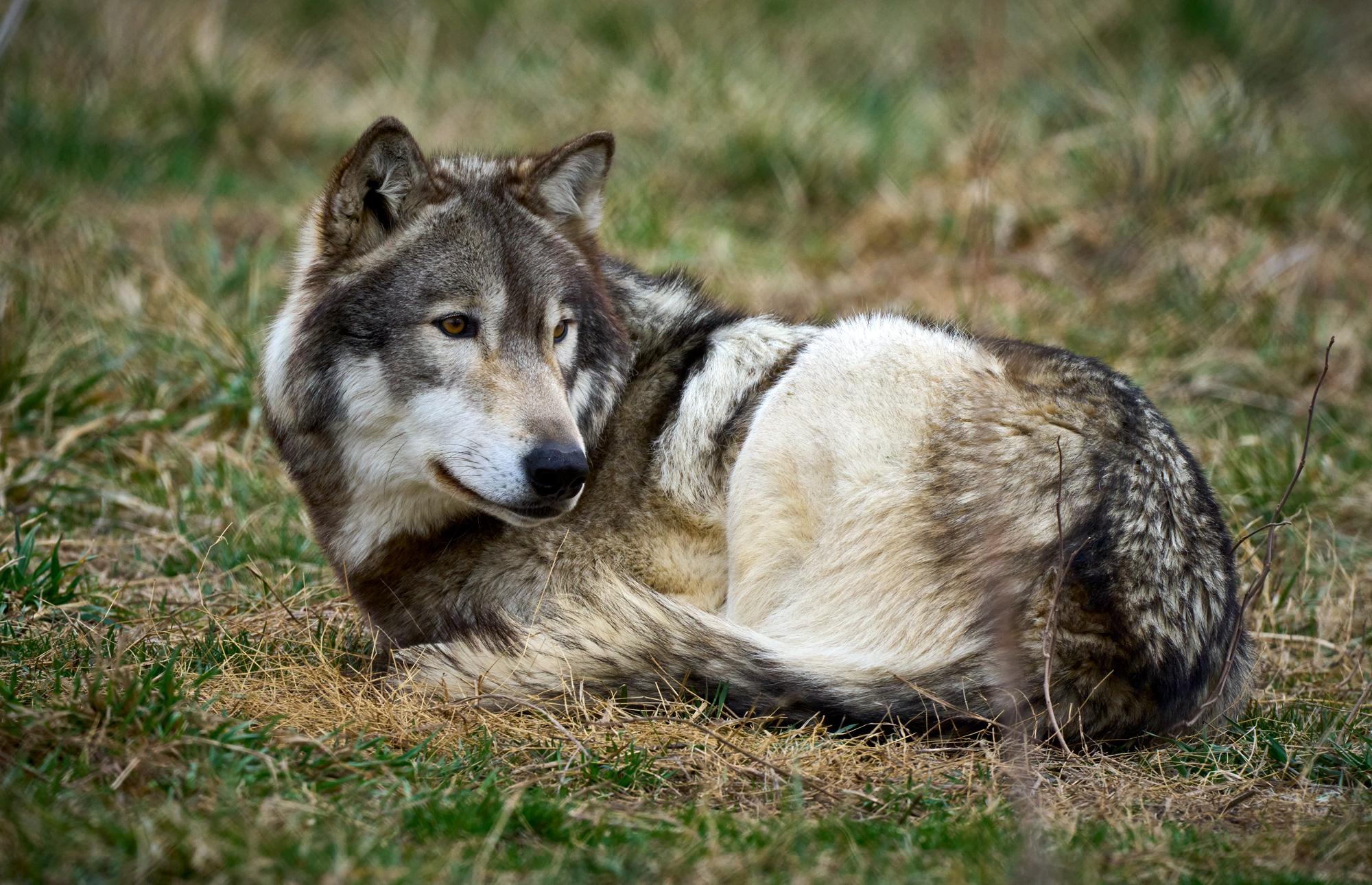 Sony a1, 1/6000th sec., f/9 ISO 2000 at 600mm