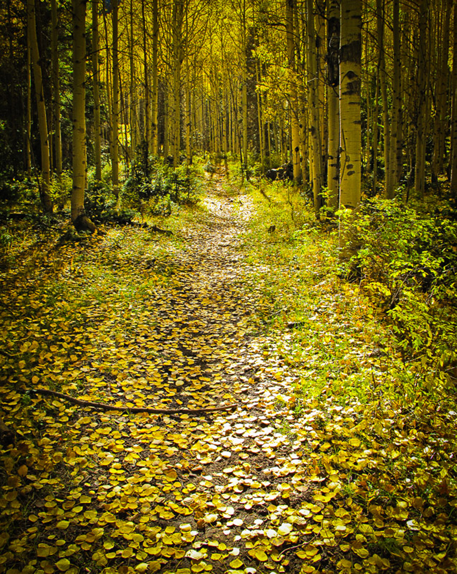 San Juan Wilderness fall