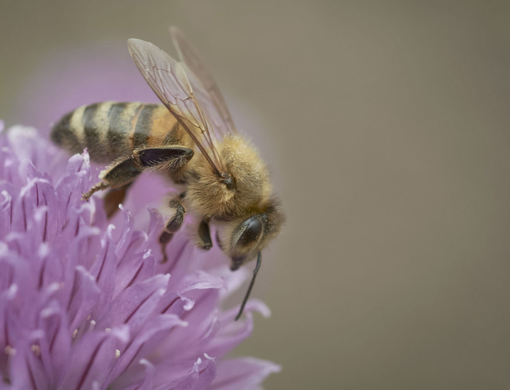 Bee on chives