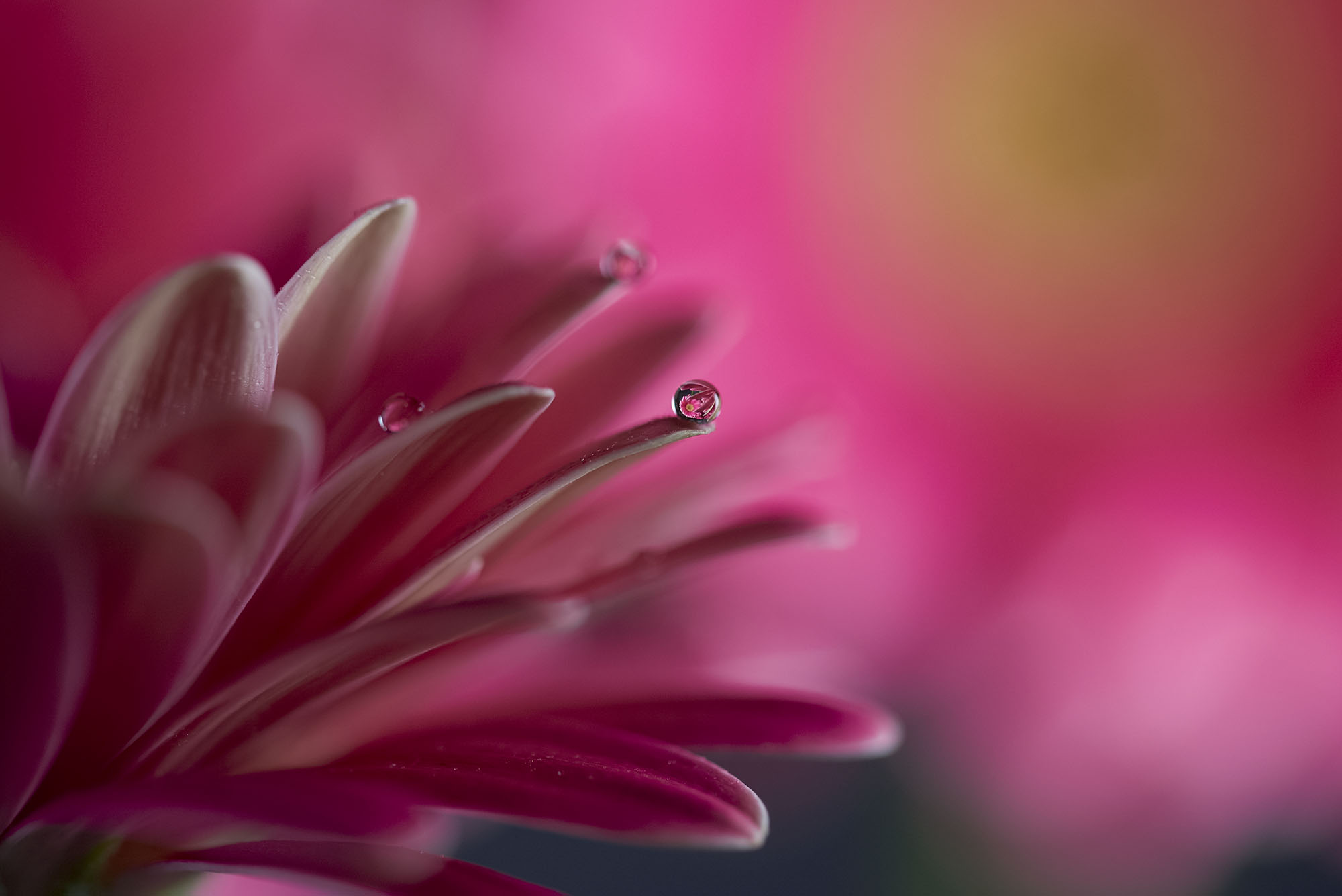 Chrysanthemum Tranquility How to work with flash in macro photography