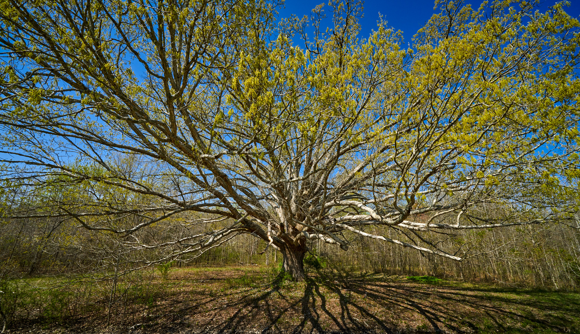 The Oak Tree. I bet this looks great in the fall. Note to self, gp back and photograph this tree in October.