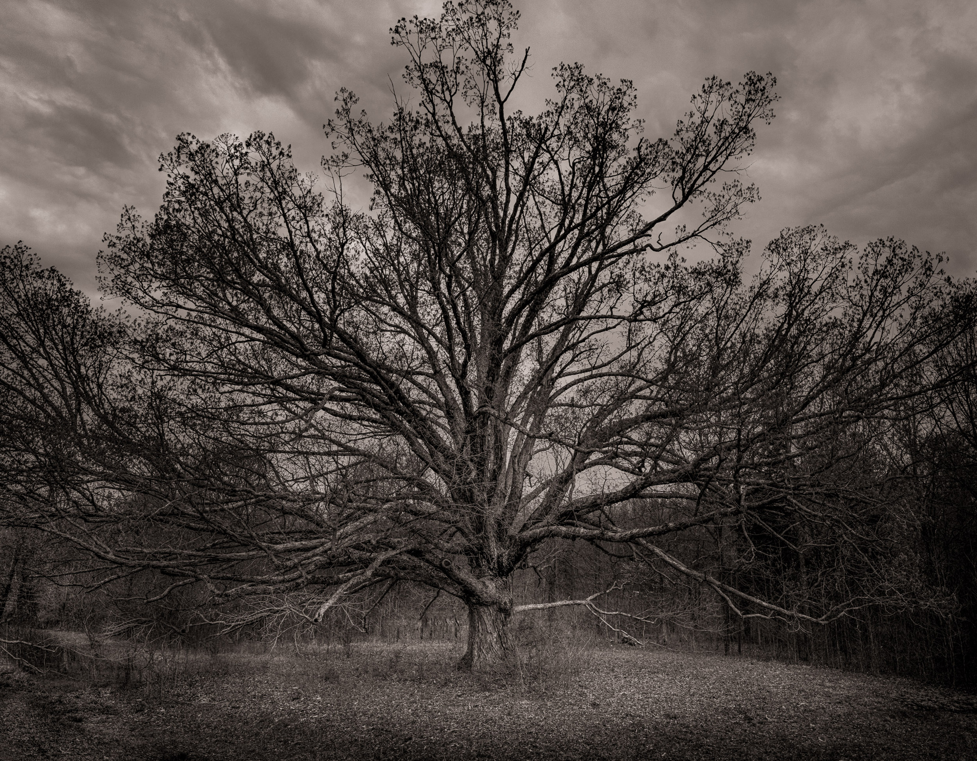 The Oak Tree