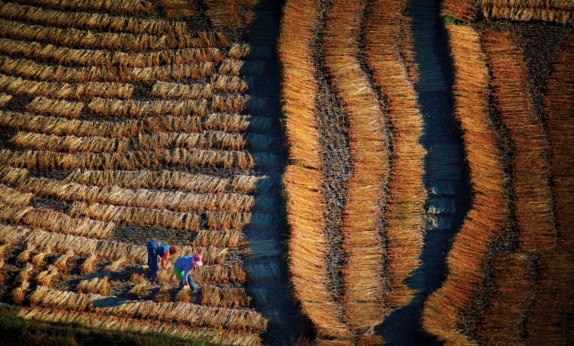 Harvest time, near Paro, Bhutan. Taken on a photo tour. Canon EOS 5DSR, Canon 300mm f2.8 USM, f5.6 @ 1/250 second, ISO 100.