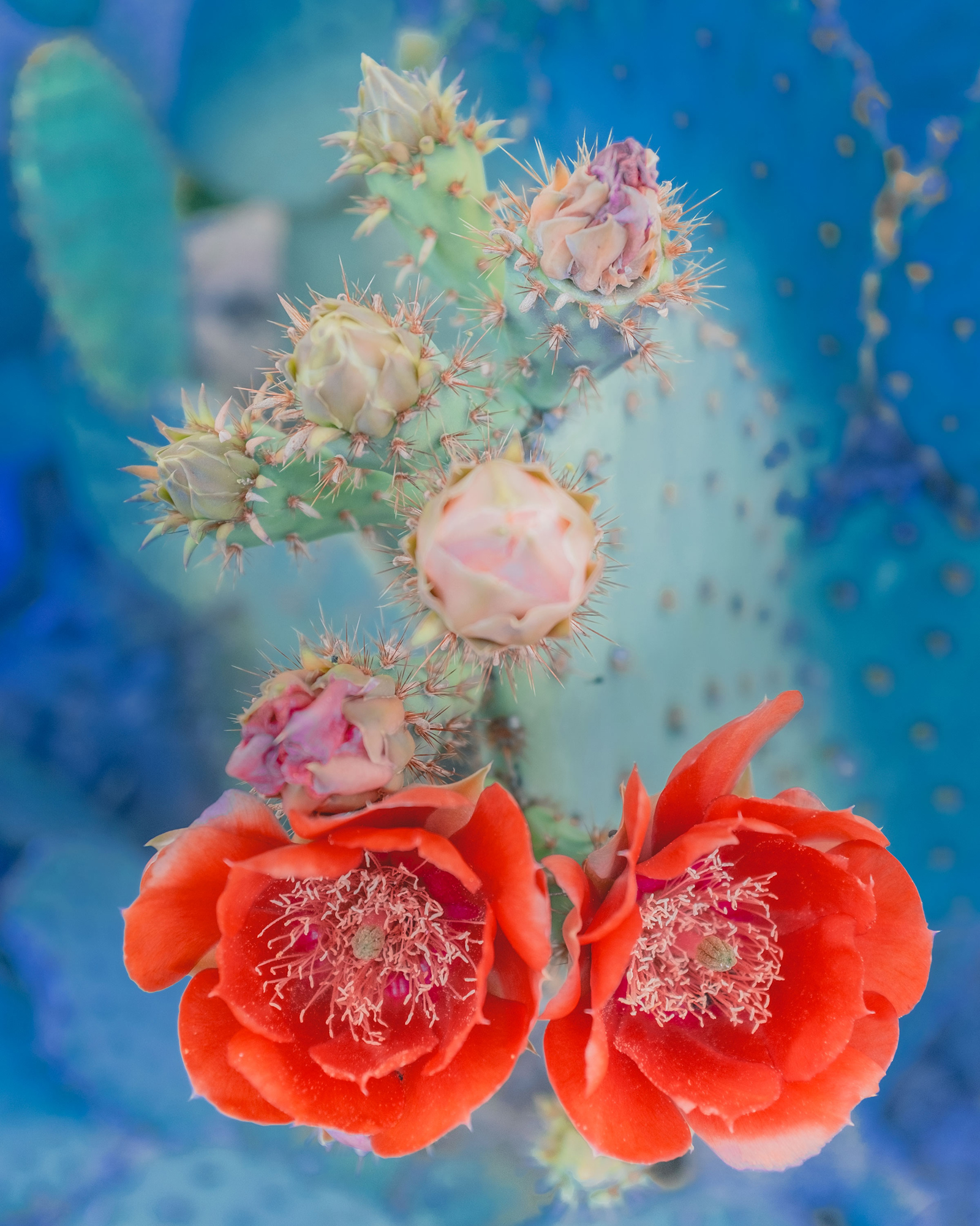 Desert Flowers #7
