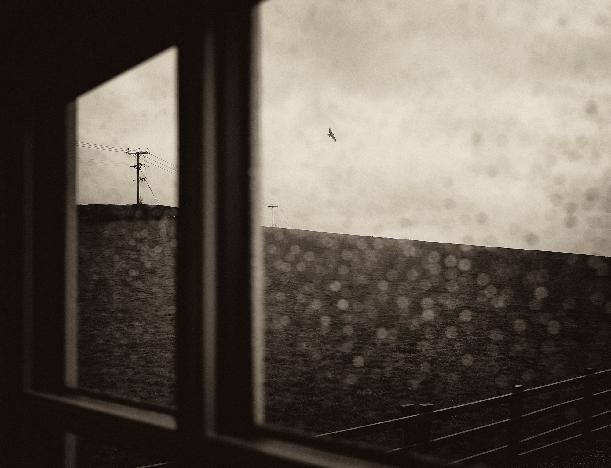 ‘Free Bird’