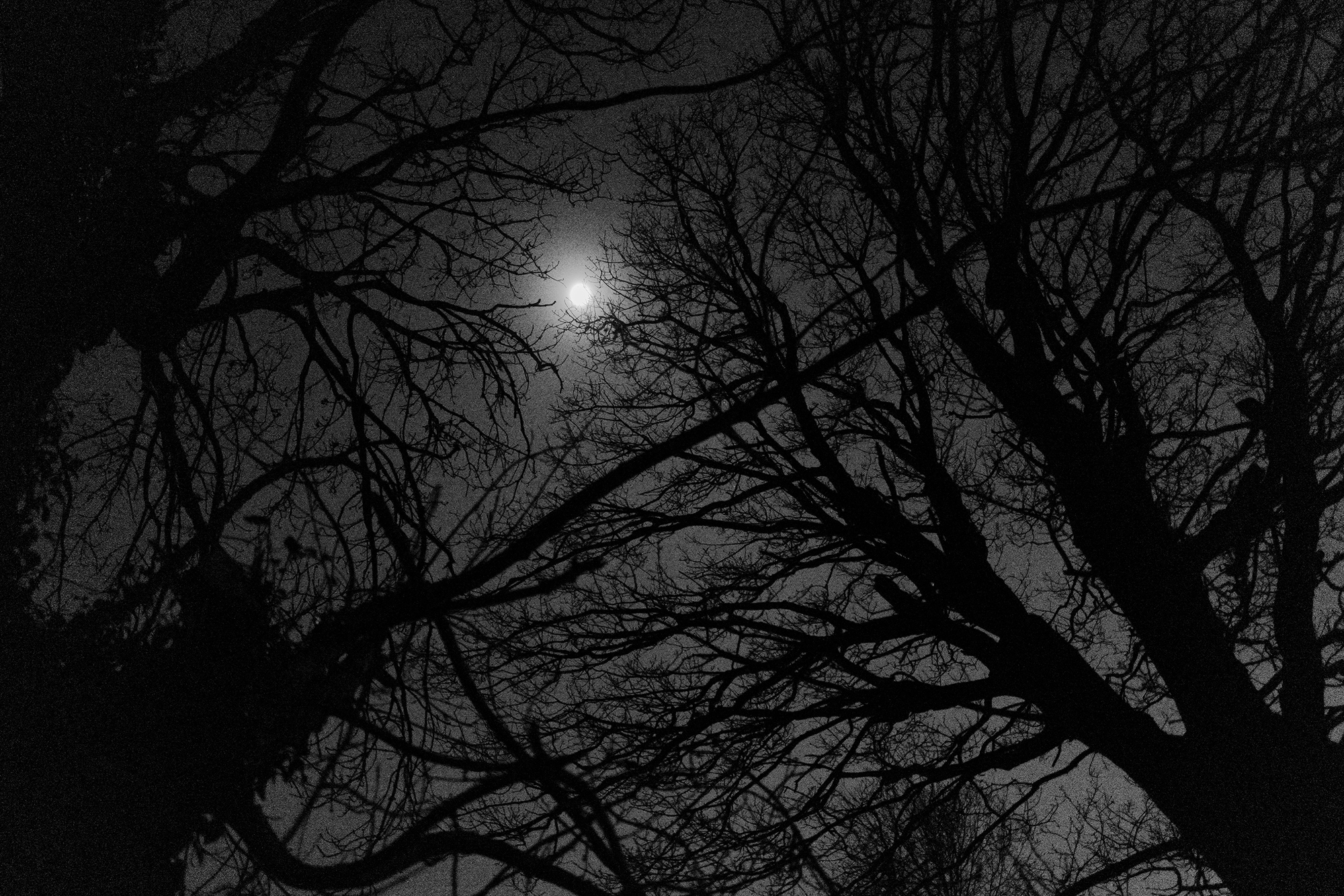 ‘Shapes in the Night’