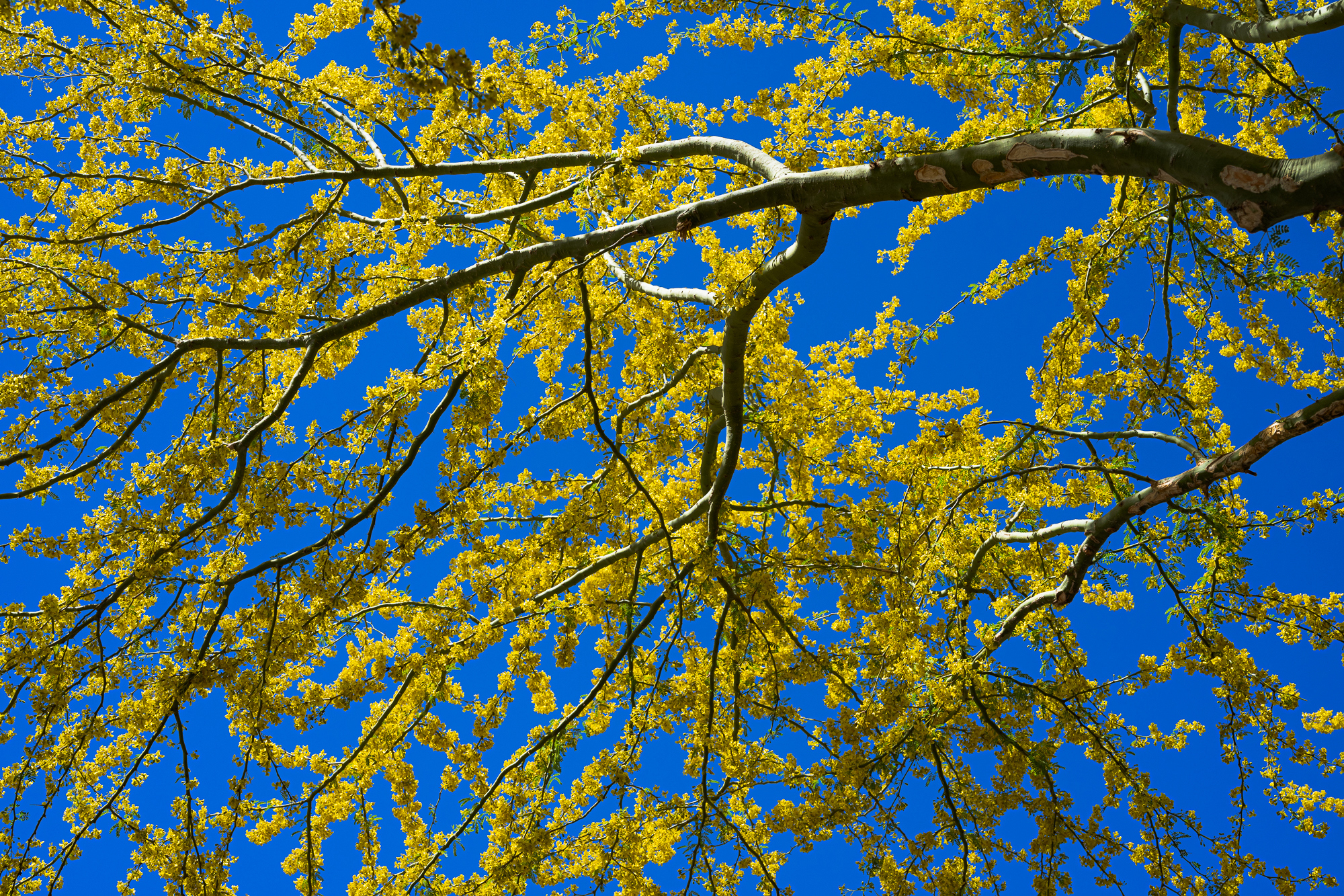 Palo Verde Blooms Illuminated by SkyLight