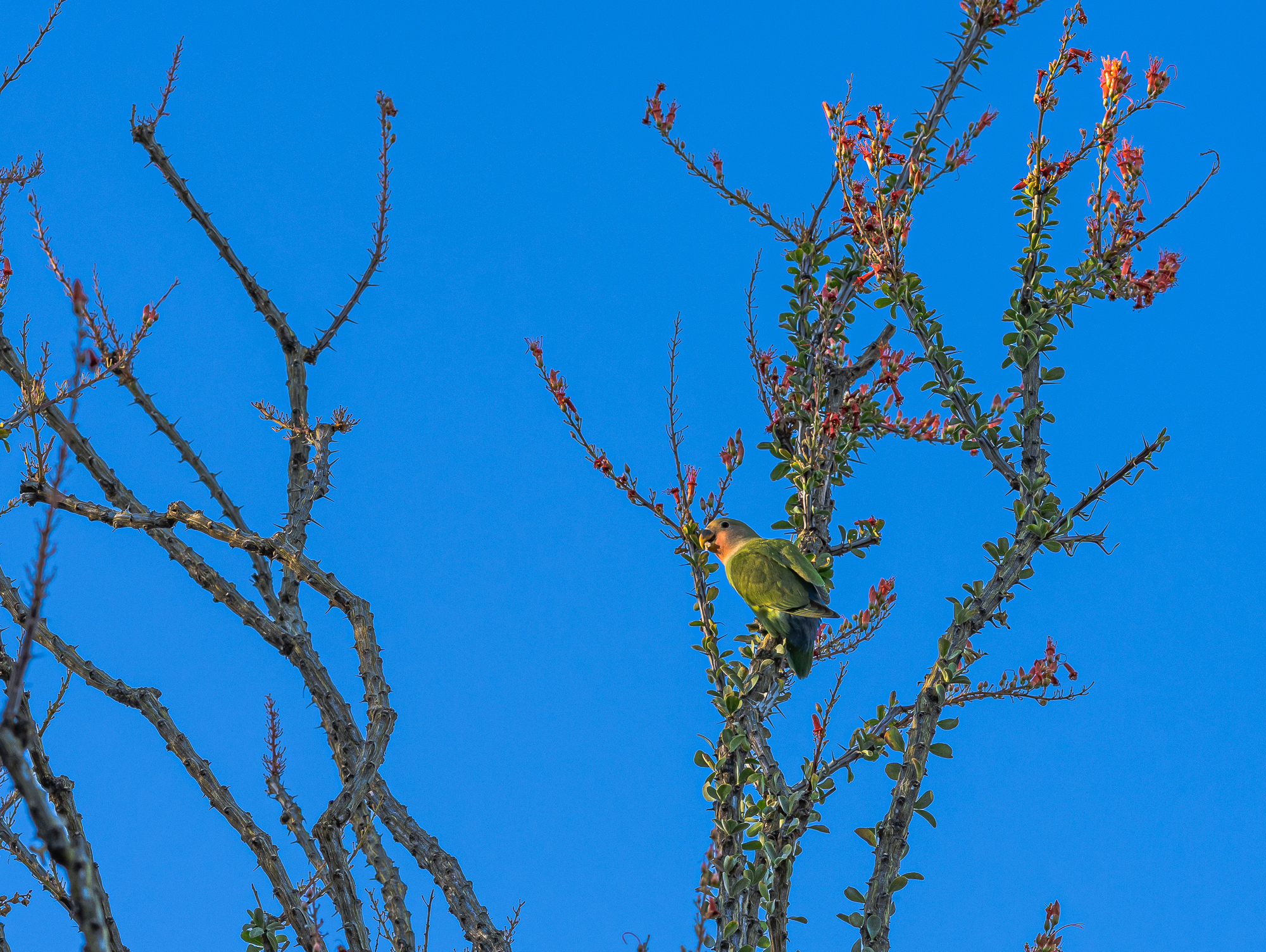 Peach-faced Lovebird, Goodyear, AZ