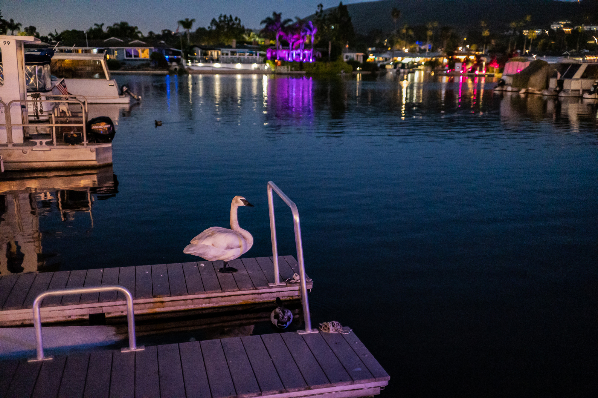 Swan in Near Darkness, San Marcos Lake, CA