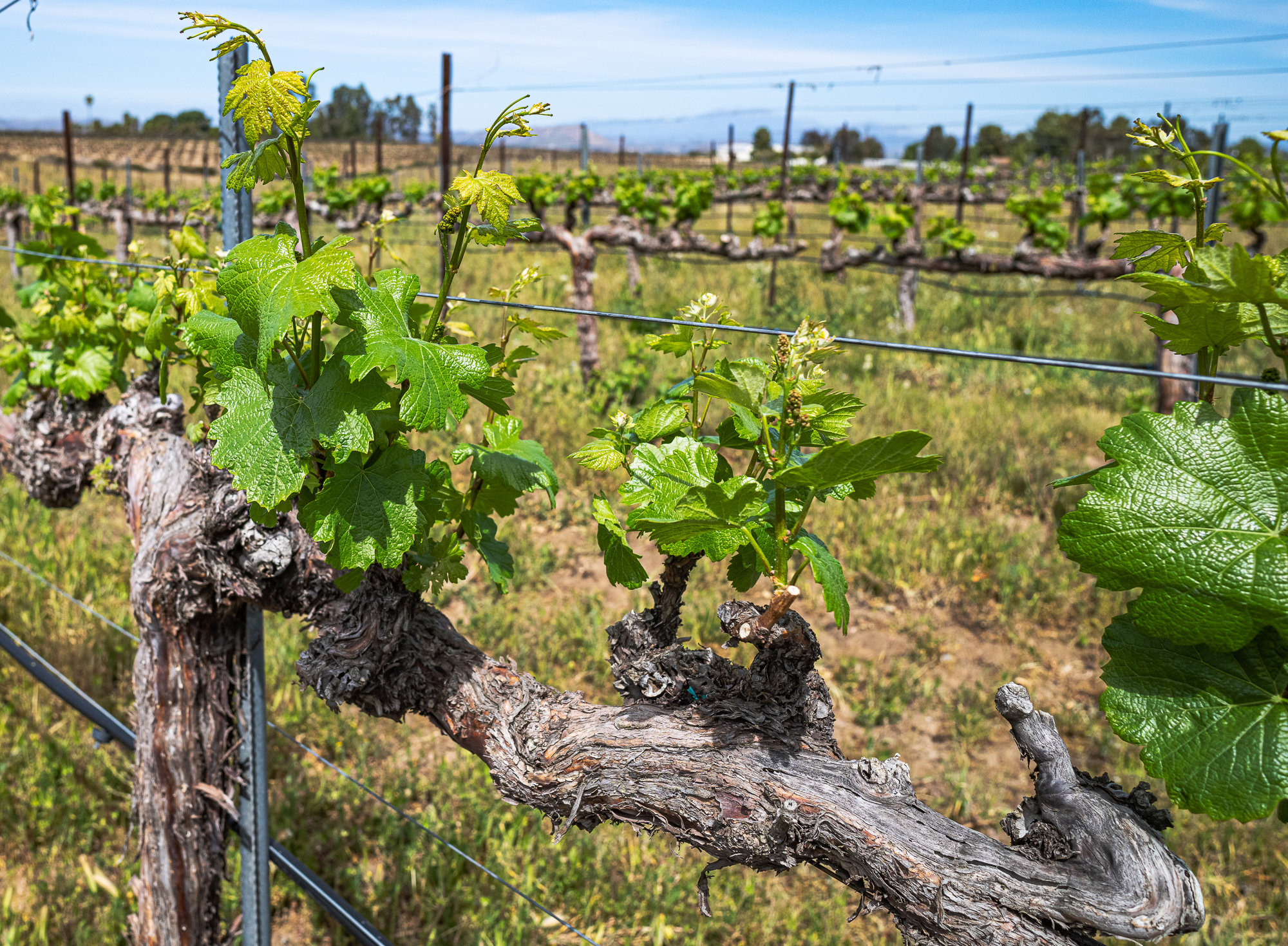Grape Vines, Domaine Chardonnay, Temecula Wine Country