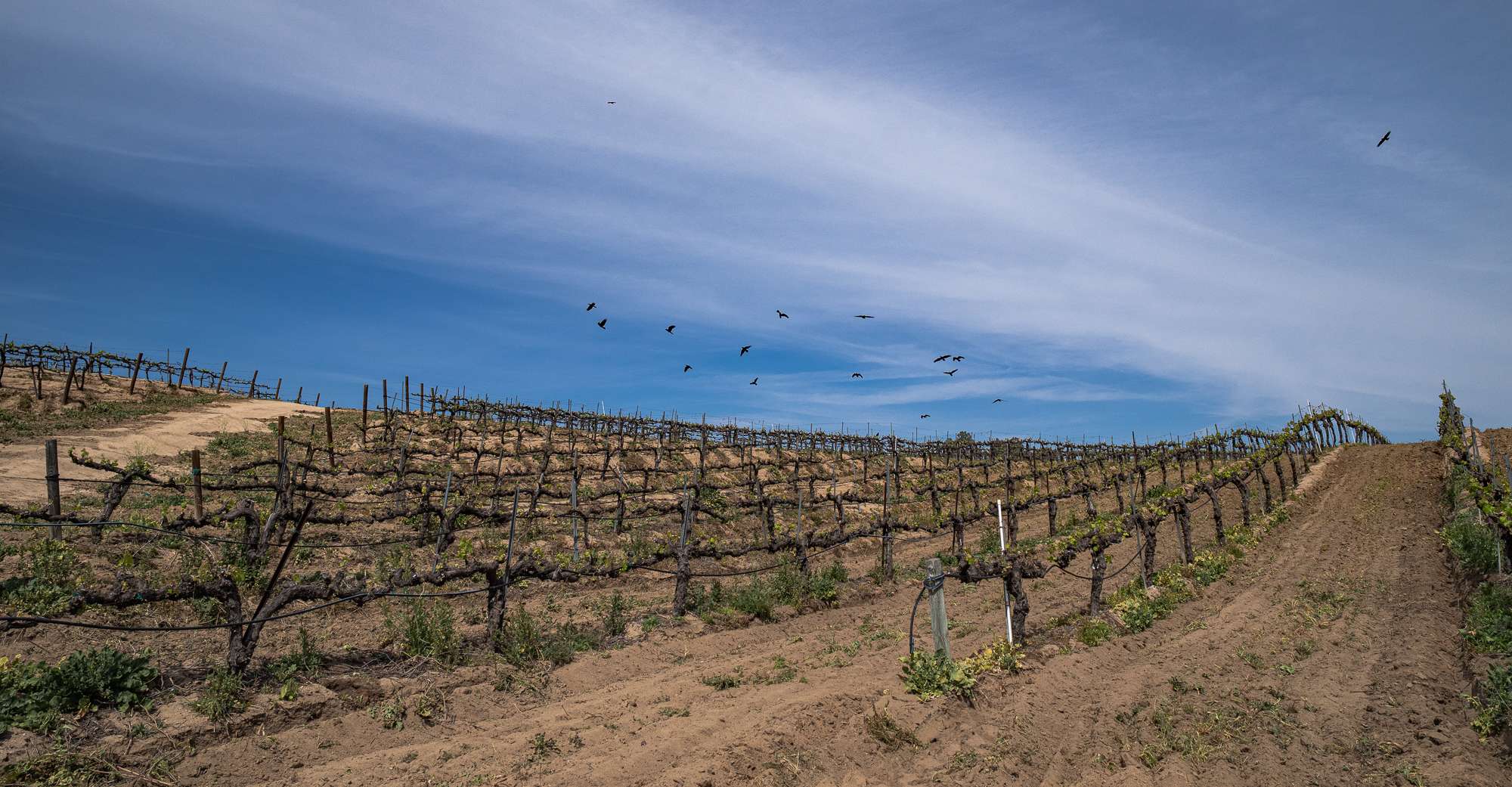 Ravens & Crows Above a Temecula Vineyard