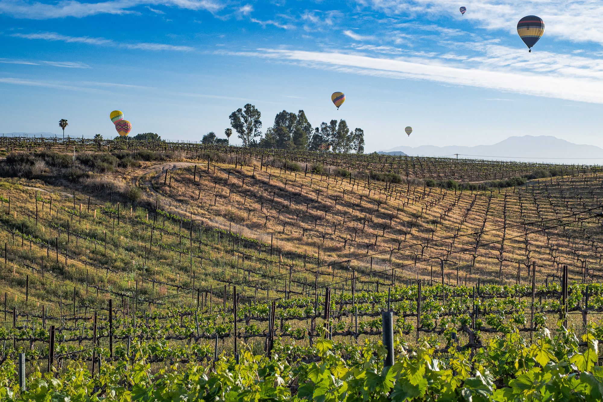 Hot Air Balloons above Vineyards, Temecula, CA