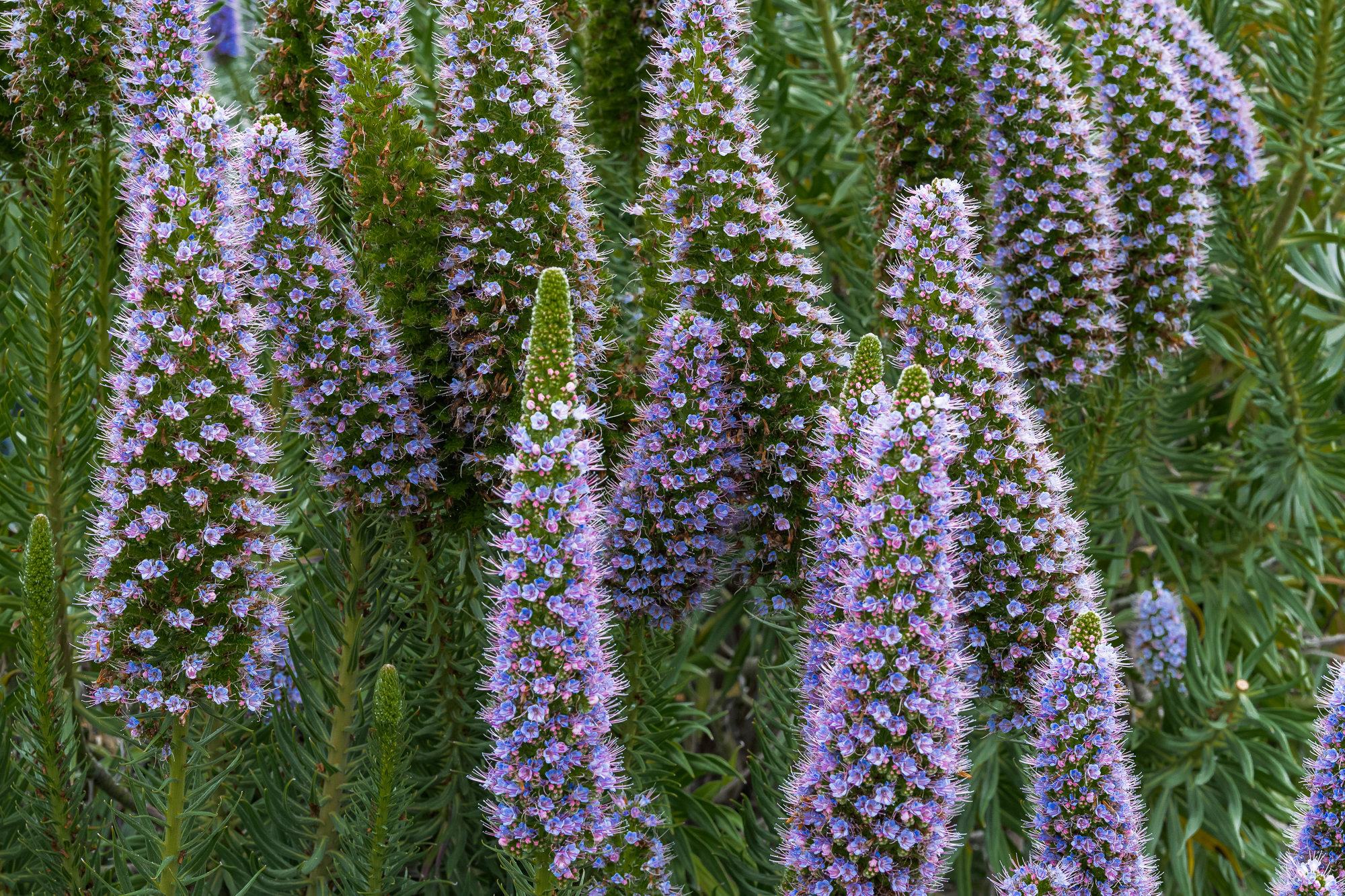 Purple Veronica Blooms, Montage Resort, Laguna Beach