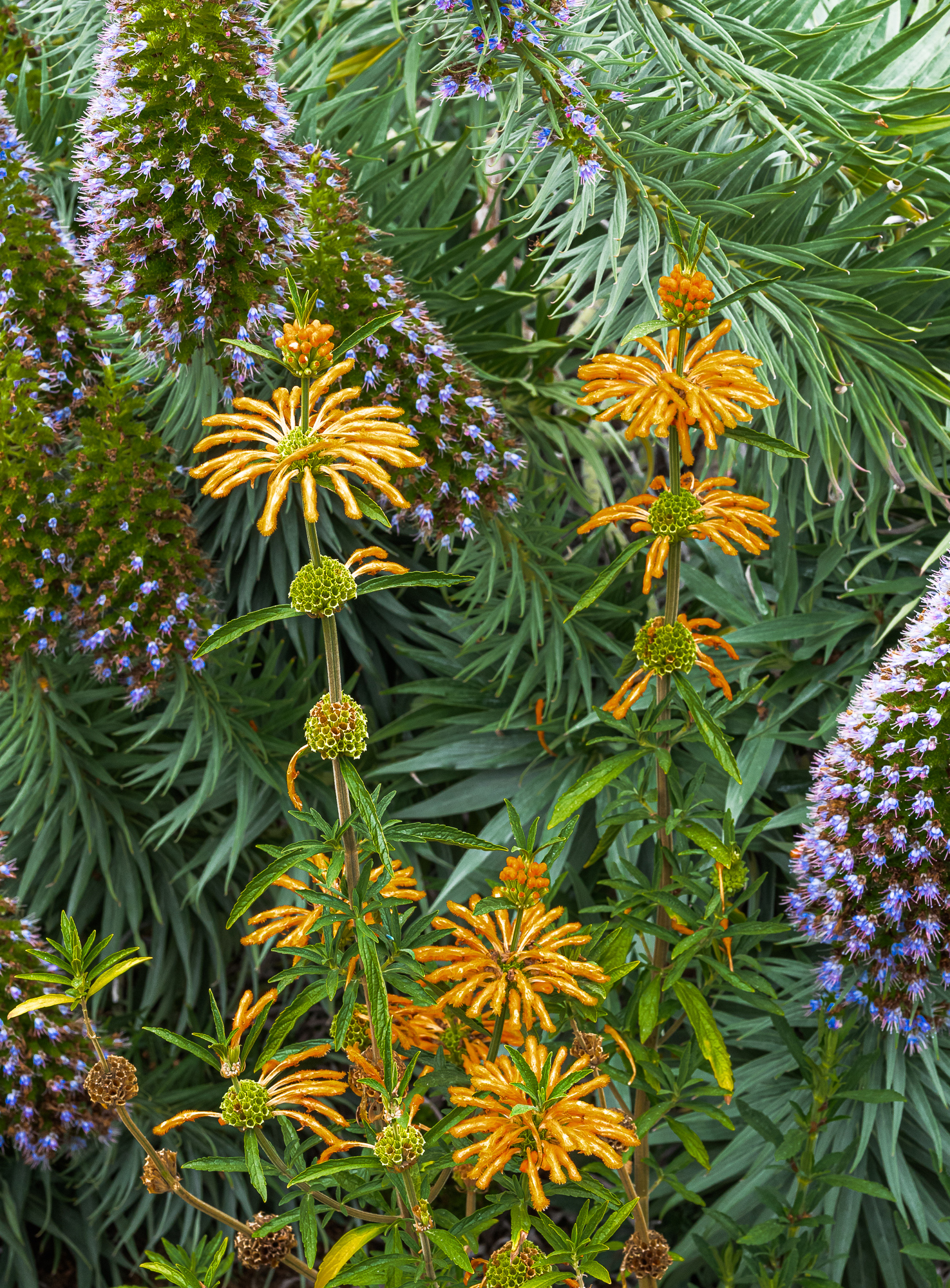 A Study of Color Contrast, Orange Against Purple