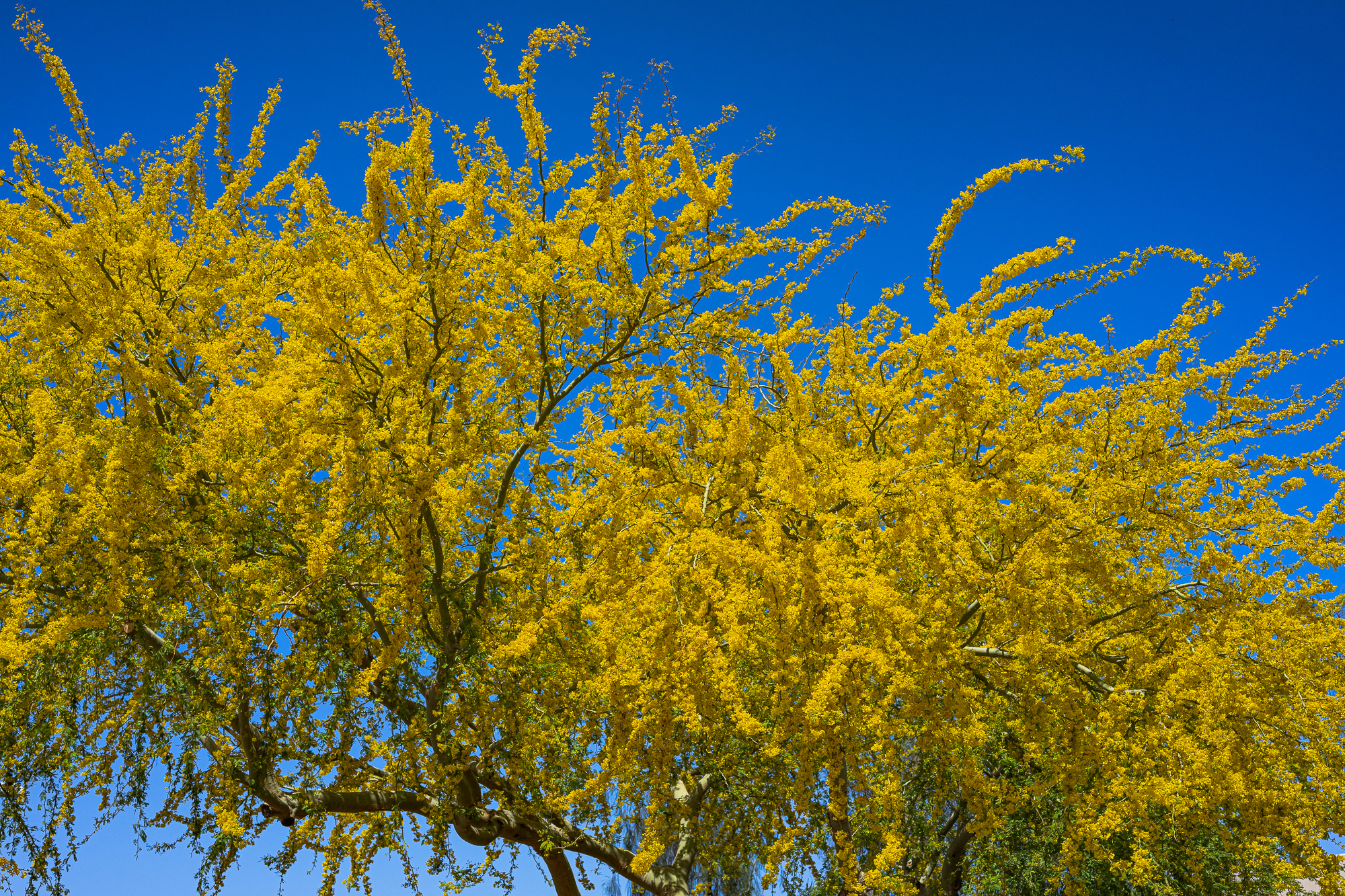 Palo Verde Trees in Bloom, Phoenix, AZ