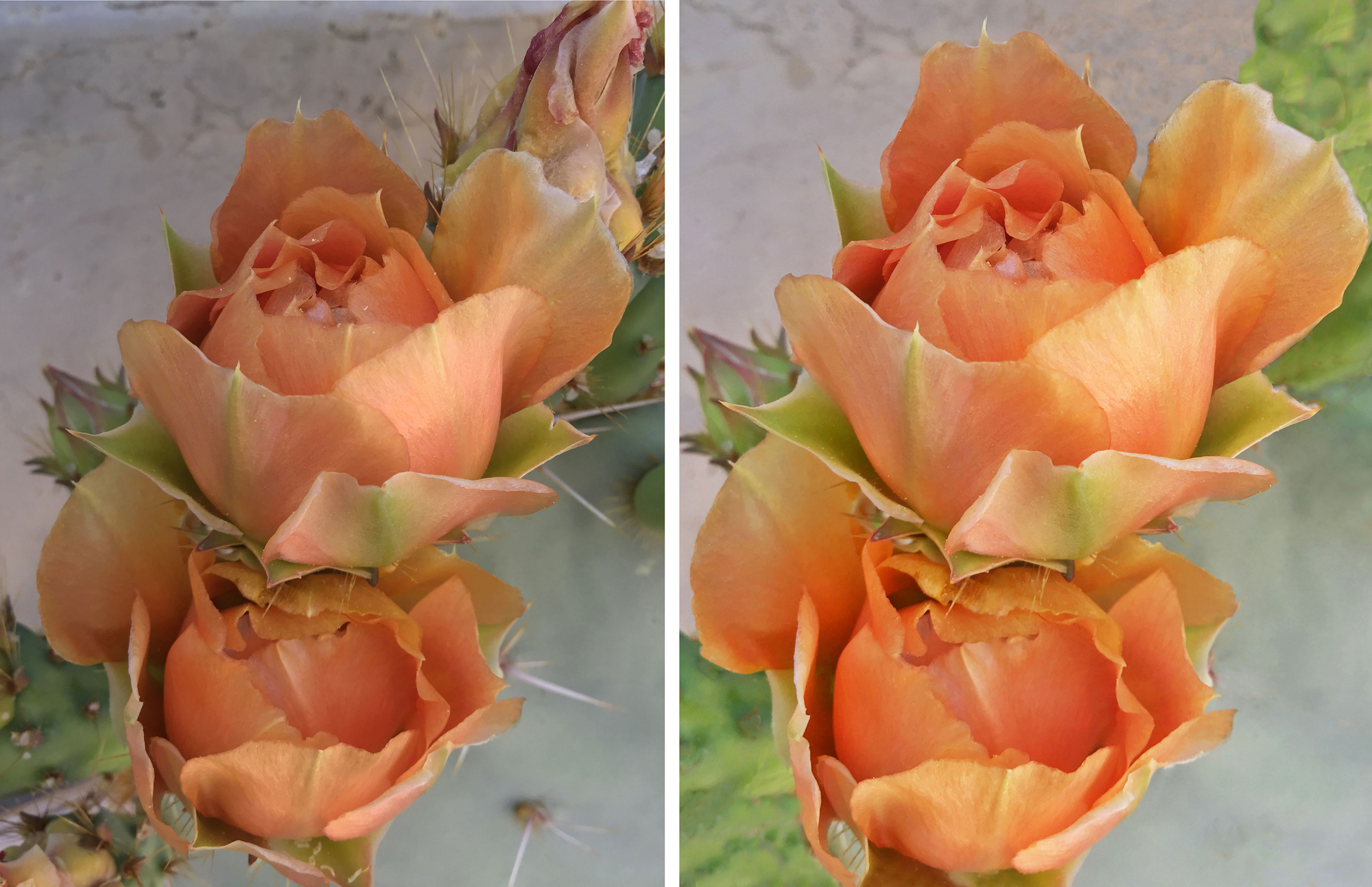 Desert Flowers 24
