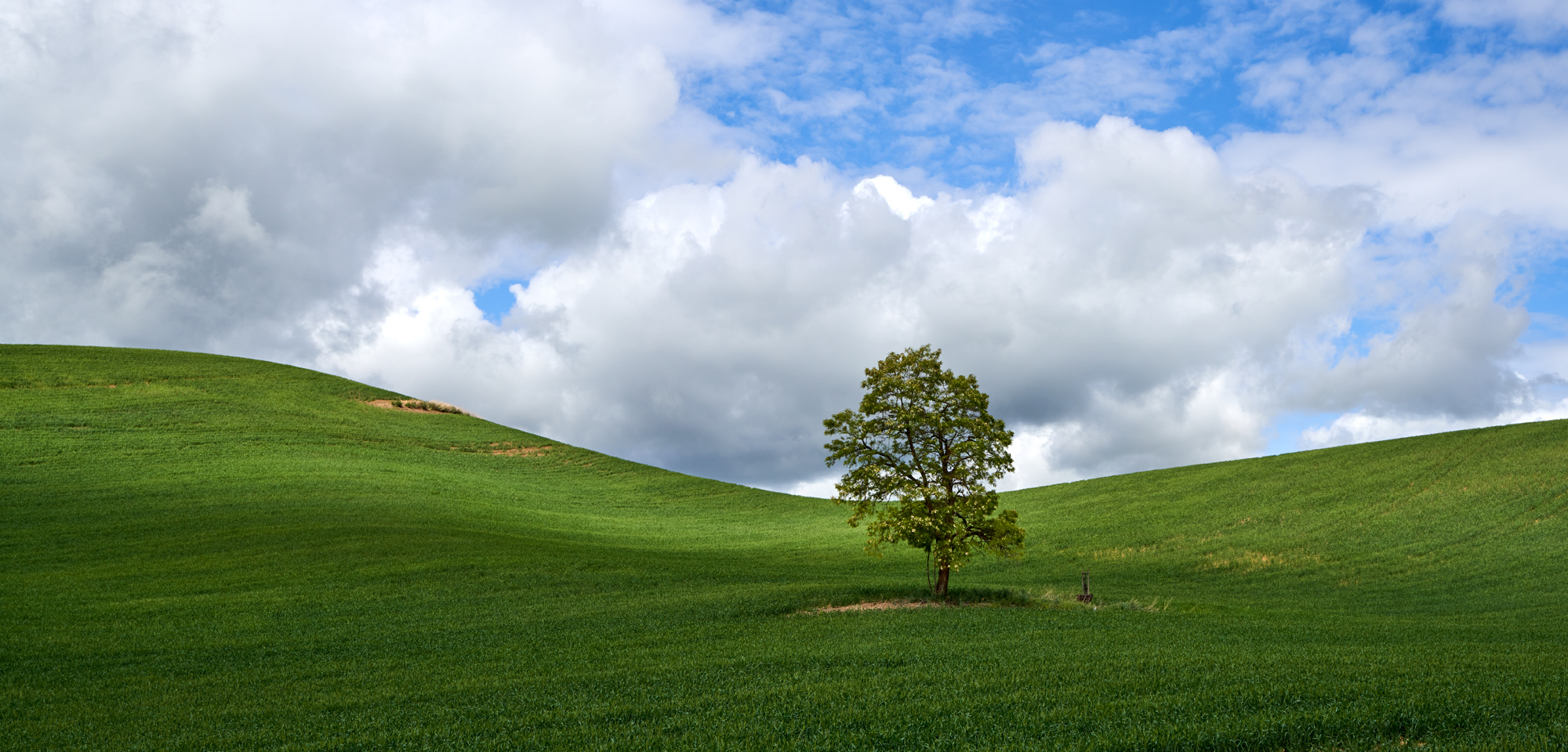 Another lone tree. The lone tree is symbolic of the Palouse.