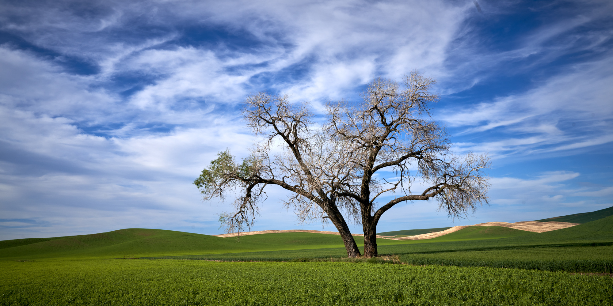 One of the more popular lone trees