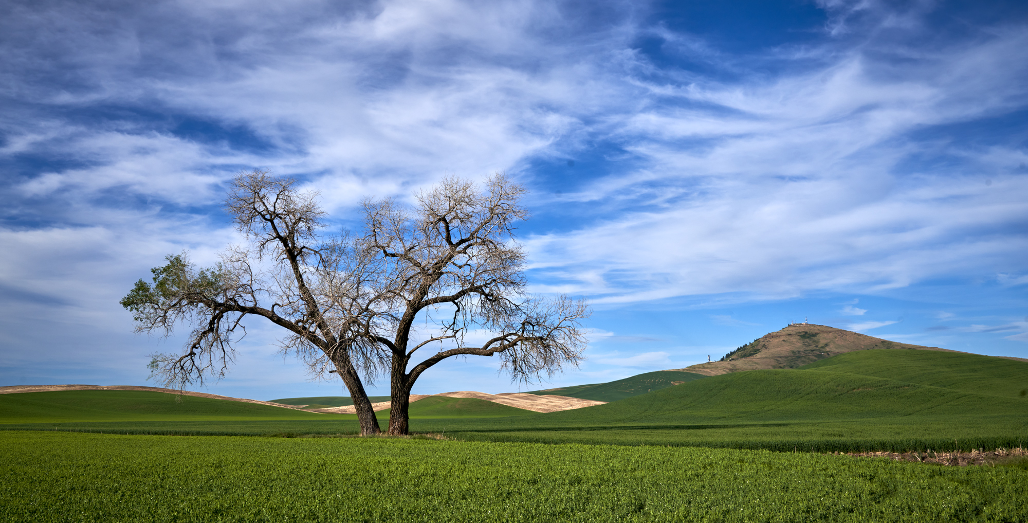 The lone tree. One of many. This one is suffering a bit this year.