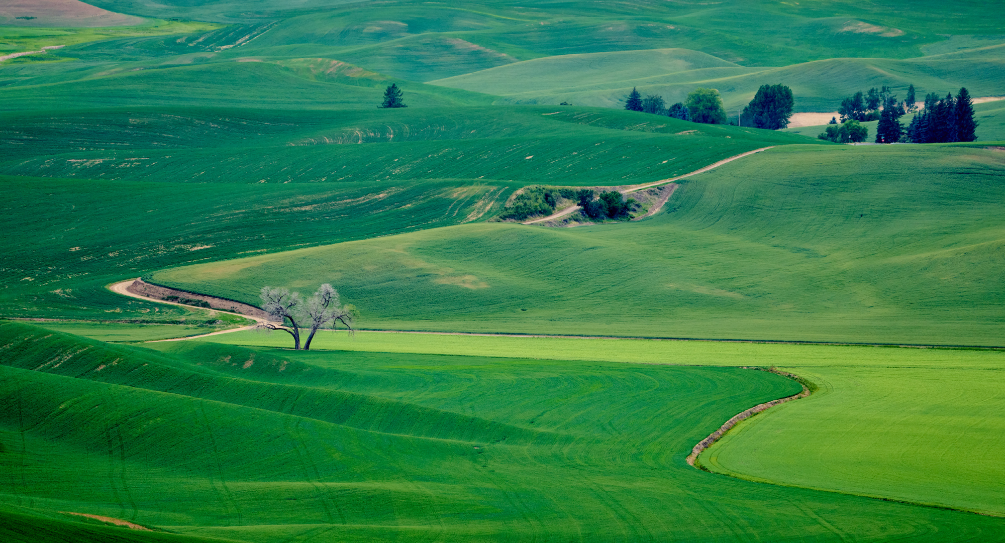 The Lone Tree from above from Steptoe Butte