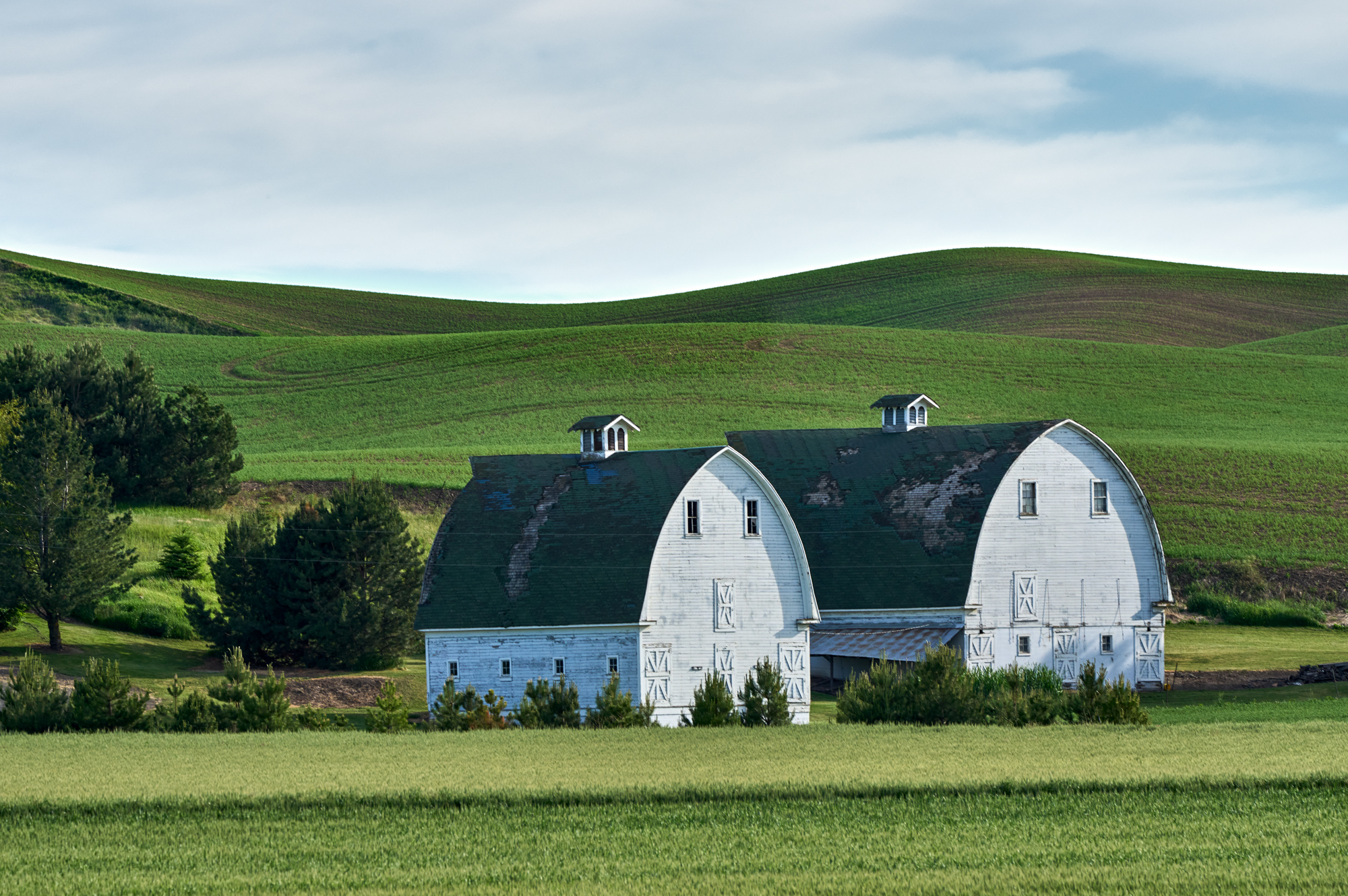 Twin White Barns