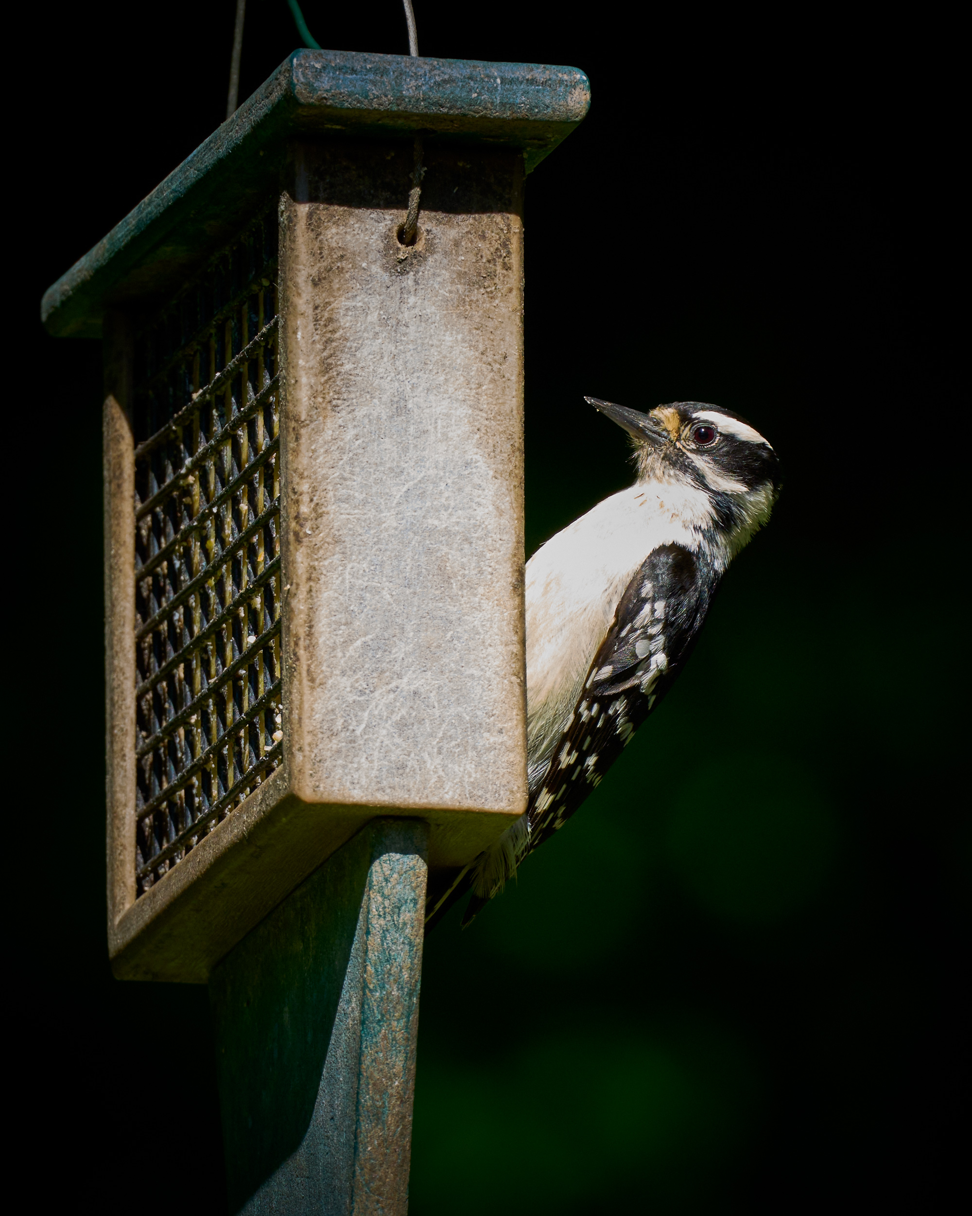 Wood Pecker