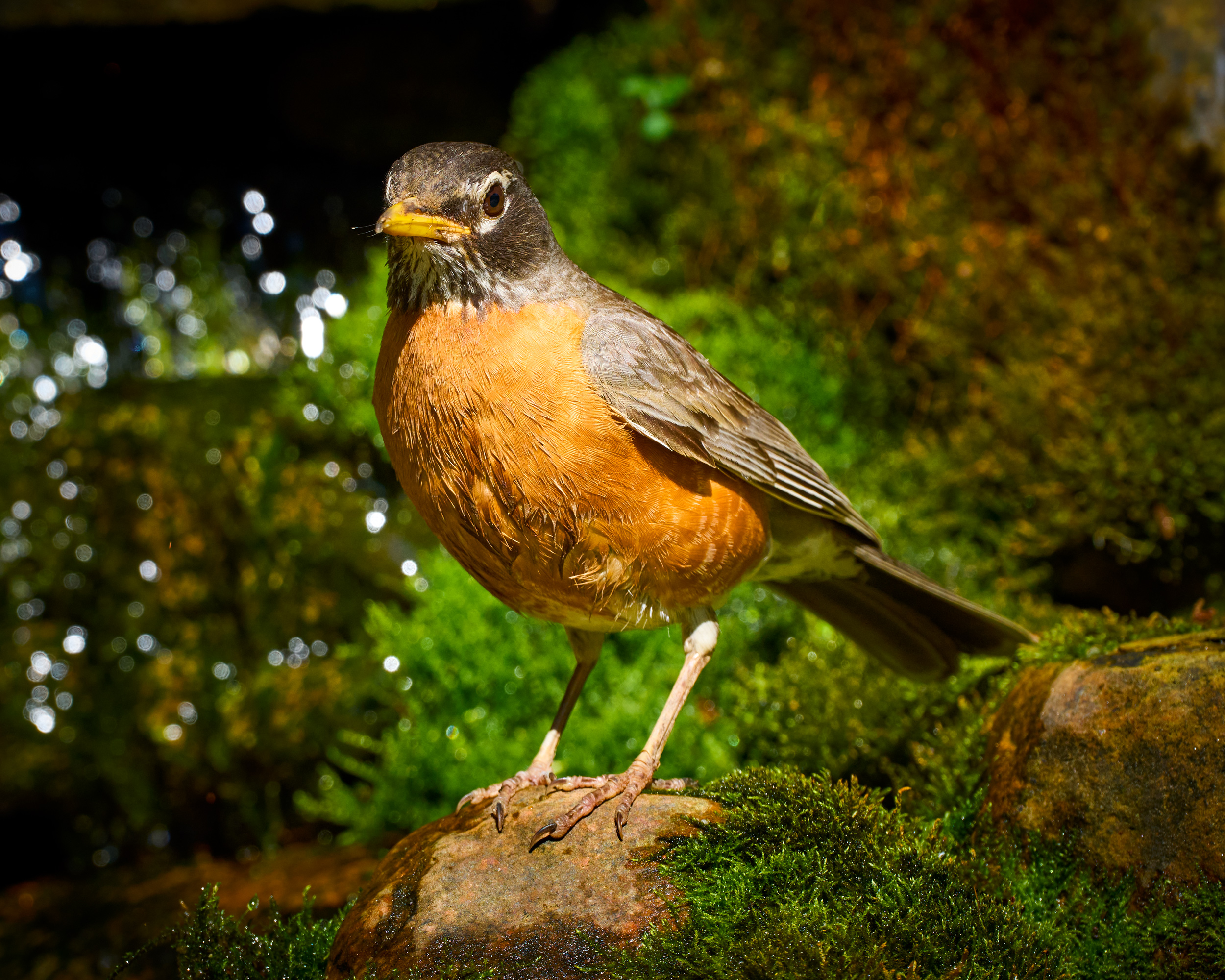 A Robin enjoying our waterfall