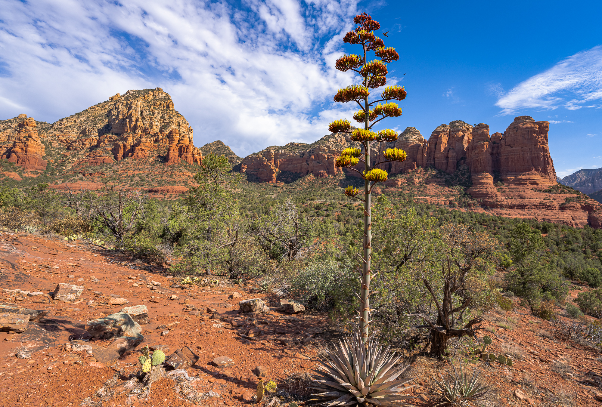 Agave Bloom & Coffeepot Rock – 1st effor