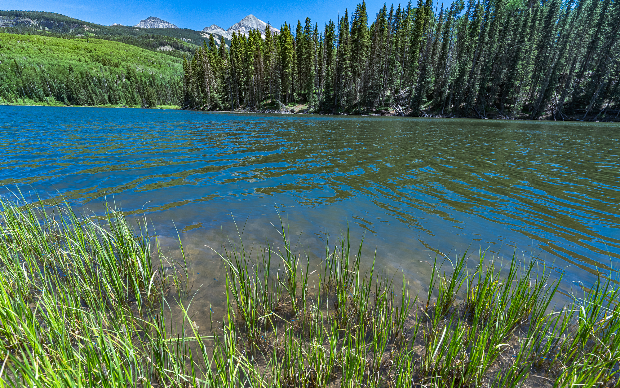Damselflies at lake’s edge, Woods Lake, CO