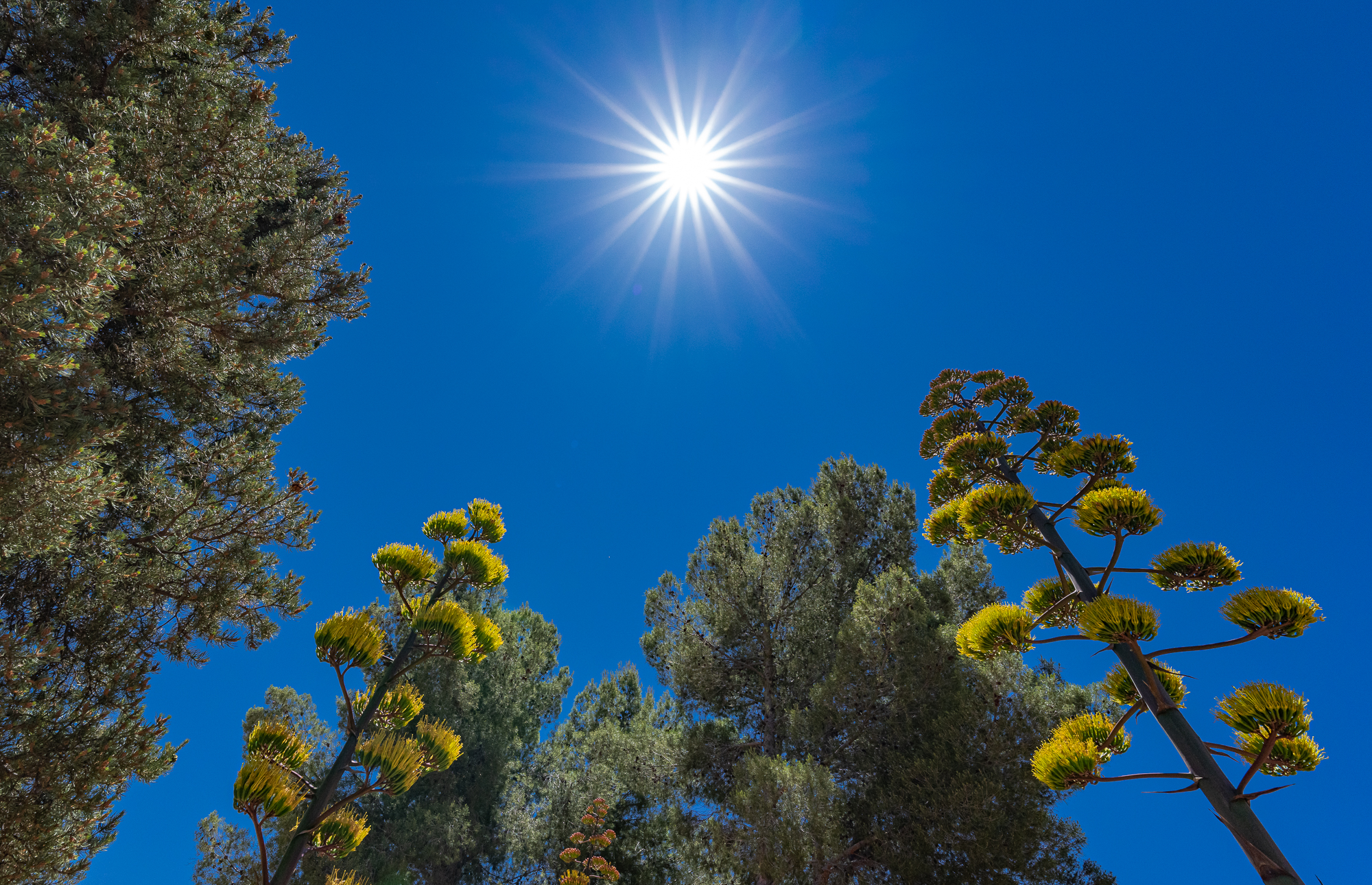 Stand of Agaves and Pines, and a Blazing Sun